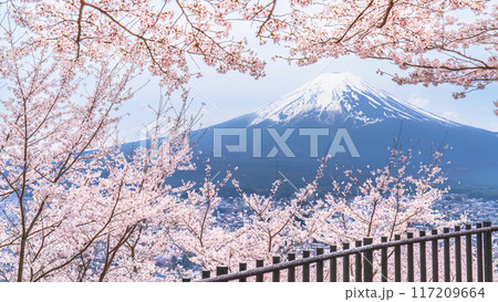 新倉山浅間公園の春景色 満開の桜と冠雪した富士山【山梨県・富士吉田市】 新倉山浅間公園の春景色 満開の桜と冠雪した富士山【山梨県・富士吉田市】 117209664