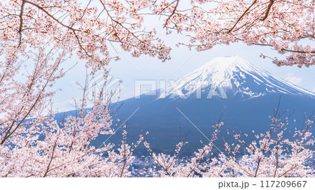 新倉山浅間公園の春景色　満開の桜と冠雪した富士山【山梨県・富士吉田市】 117209667