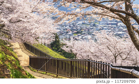 新倉山浅間公園の春景色、下り坂の先に見える街並みと満開の桜【山梨県・富士吉田市】 117209700