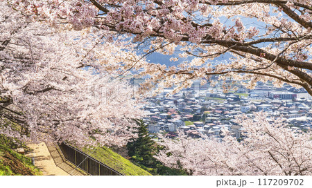 新倉山浅間公園の春景色、満開の桜と麓の街並み【山梨県・富士吉田市】 117209702