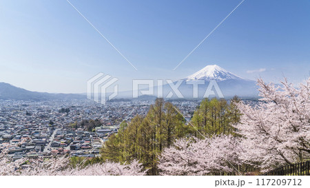 新倉山浅間公園の春景色、満開の桜と富士山【山梨県・富士吉田市】 117209712