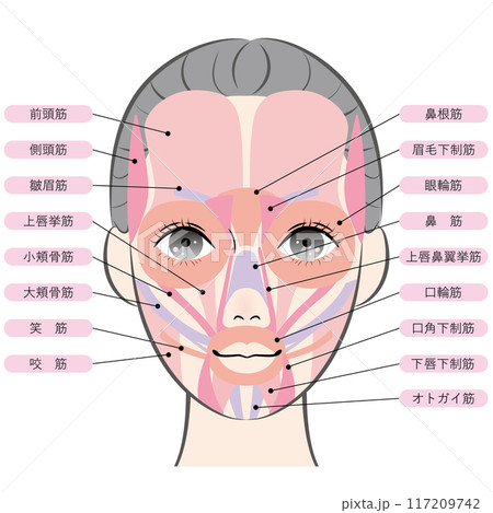 顔の筋肉(名称あり) 顔の筋肉(名称あり) 117209742