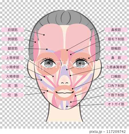 顔の筋肉(名称あり) 顔の筋肉(名称あり) 117209742