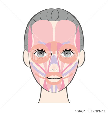 顔の筋肉 117209744