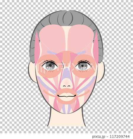 顔の筋肉 117209744