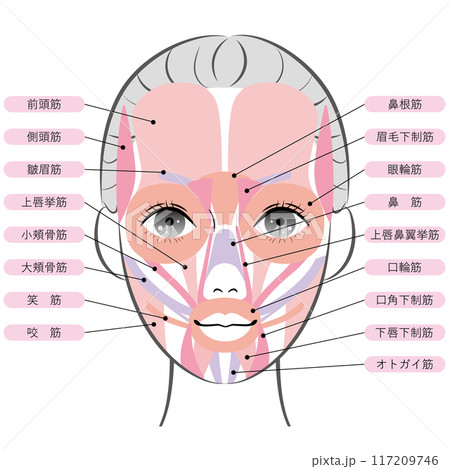 顔の筋肉(名称あり) 顔の筋肉(名称あり) 117209746