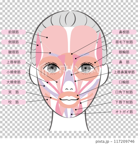 顔の筋肉(名称あり) 顔の筋肉(名称あり) 117209746