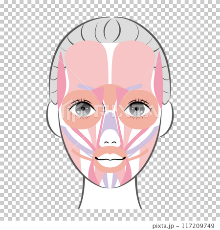 Facial muscles 117209749