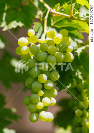 Grapes on grape vine Grapes on grape vine 117209764