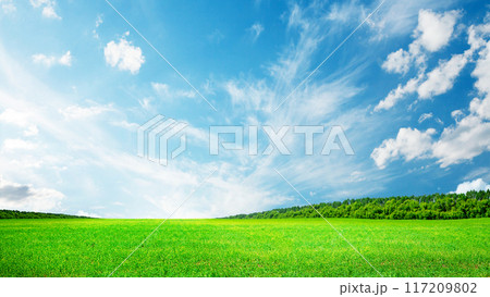 Summer landscape with green field and sky Summer landscape with green field and sky 117209802