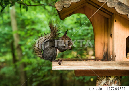 The Japanese squirrel (Sciurus lis) or tree squirrel eating seeds in the wooden feeder in the forest The Japanese squirrel (Sciurus lis) or tree squirrel eating seeds in the wooden feeder in the forest 117209831