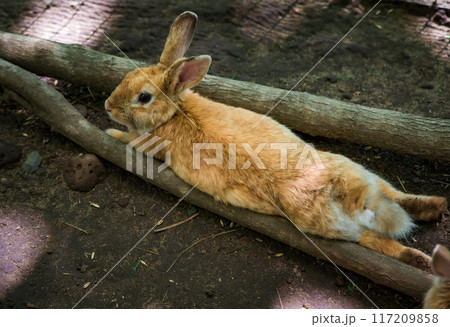 Mother domestic rabbit   (Oryctolagus cuniculus domesticus) with small her babies 117209858
