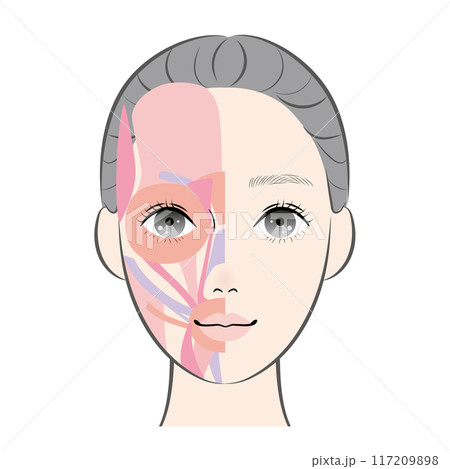 顔の筋肉 顔の筋肉 117209898