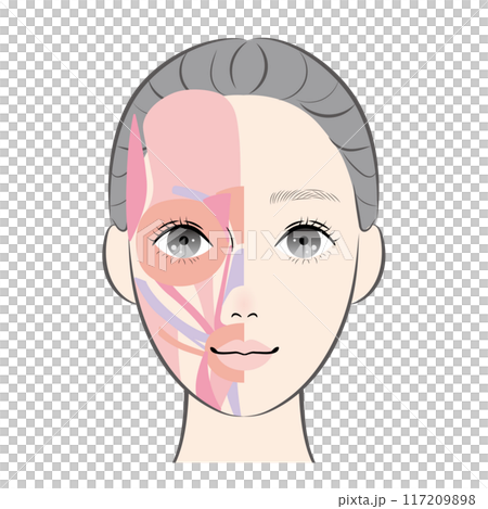 顔の筋肉 顔の筋肉 117209898