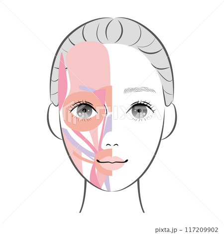 顔の筋肉 117209902