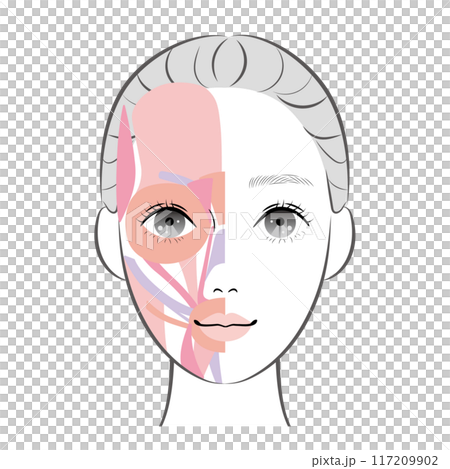 Facial muscles 117209902