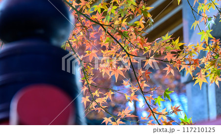 伝統的な日本の風景、秋の紅葉と歴史的建物、寺 117210125