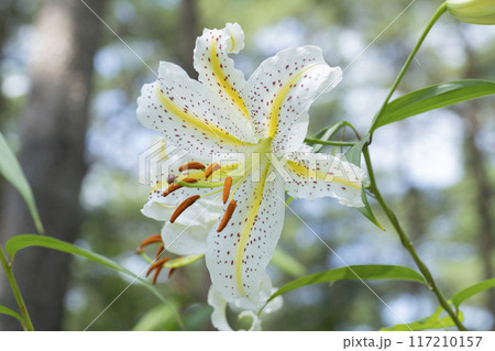 ヤマユリの花 ヤマユリの花 117210157