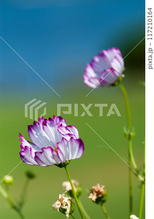 秋桜 秋桜 117210164