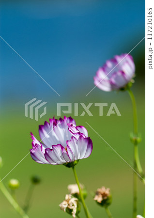 秋桜 117210165