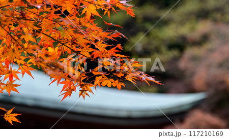 伝統的な日本の風景、秋の紅葉と歴史的建物、寺 117210169