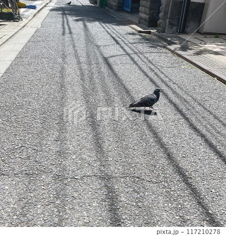 2羽の鳩　住宅街を闊歩　スクエア 117210278