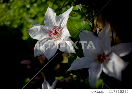 花びら（がく片）8枚のクレマチス・カザグルマの花。花言葉は「精神の美」「旅人の喜び」「甘い束縛」。 117210283