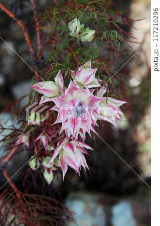 セルリアの花 セルリアの花 117210296