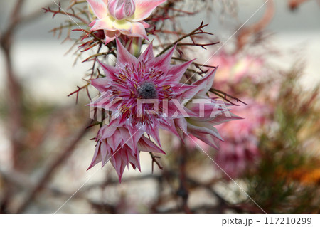 セルリアの花 117210299