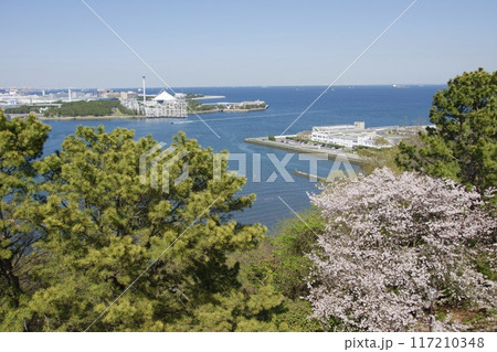 桜満開の春の野島公園 桜満開の春の野島公園 117210348
