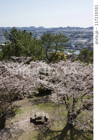 桜満開の春の野島公園 桜満開の春の野島公園 117210381