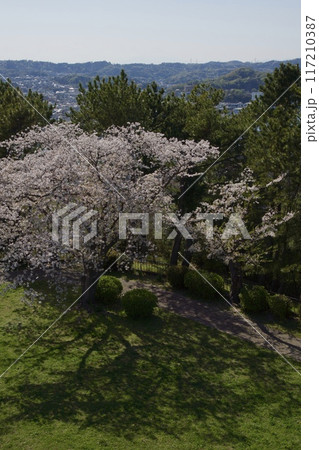 桜満開の春の野島公園 桜満開の春の野島公園 117210387
