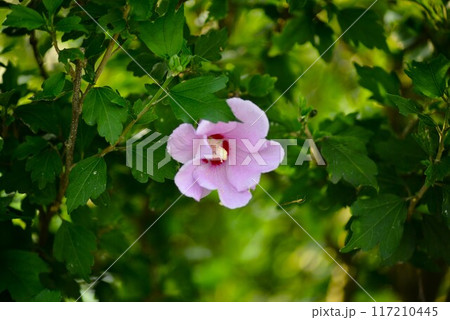 木槿 （むくげ） 117210445