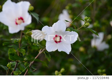 白いムクゲの花 白いムクゲの花 117210446