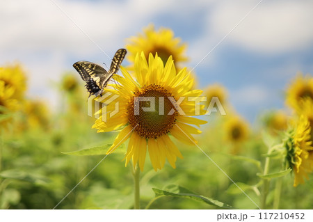 空と向日葵と蝶々 117210452