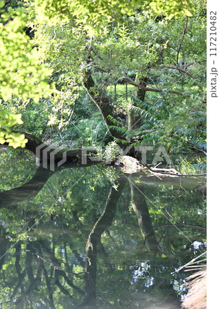 河跡湖公園 117210482