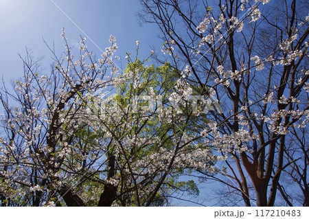 桜満開の春の野島公園 117210483