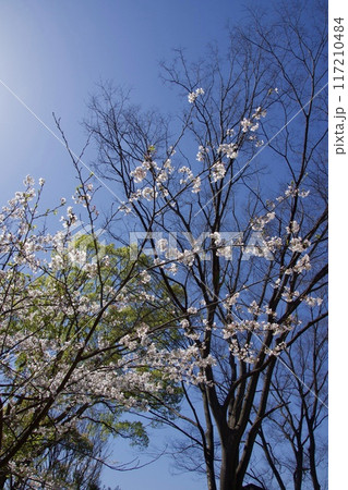 桜満開の春の野島公園 117210484
