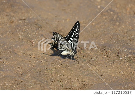 水を飲むアゲハチョウ 117210537