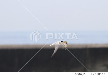 魚をくわえ飛翔するコアジサシ 117210543
