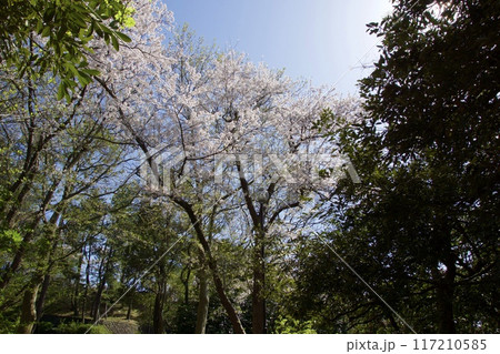 桜満開の春の野島公園 桜満開の春の野島公園 117210585