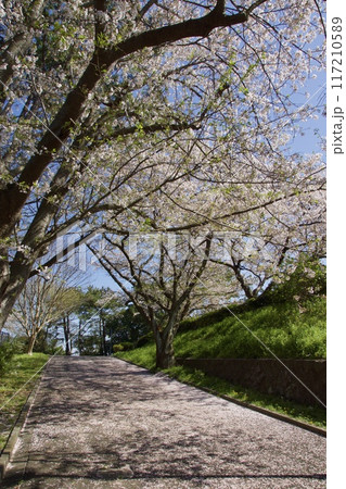 桜満開の春の野島公園 117210589