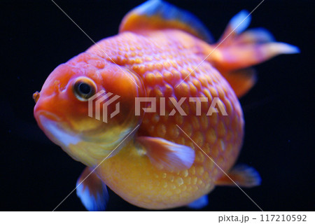 ピンポンパール（金魚）1匹　横 117210592