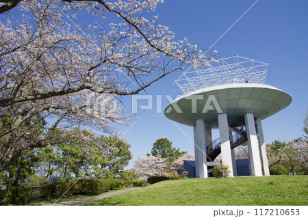 桜満開の春の野島公園 117210653