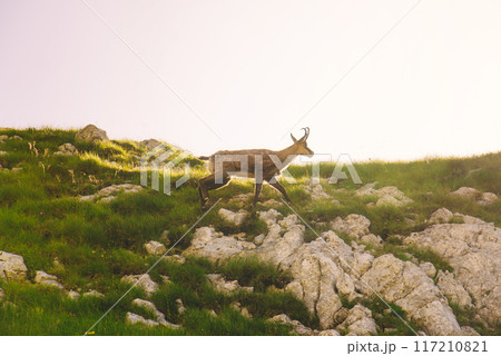 Mountain Goat in Mountainous Landscape at Sunrise Mountain Goat in Mountainous Landscape at Sunrise 117210821