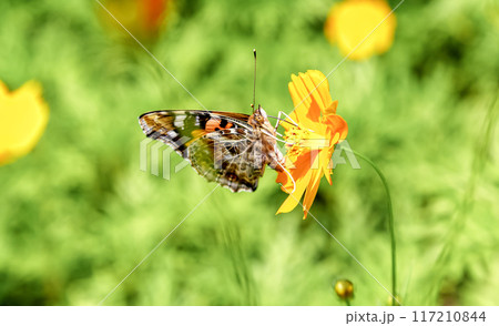 キバナコズモスの花で吸蜜するアカタテハ【タテハチョウ科】 キバナコズモスの花で吸蜜するアカタテハ【タテハチョウ科】 117210844