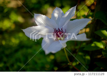 花びら（がく片）7枚のクレマチス・カザグルマの花。花言葉は「精神の美」「旅人の喜び」「甘い束縛」。 117211120