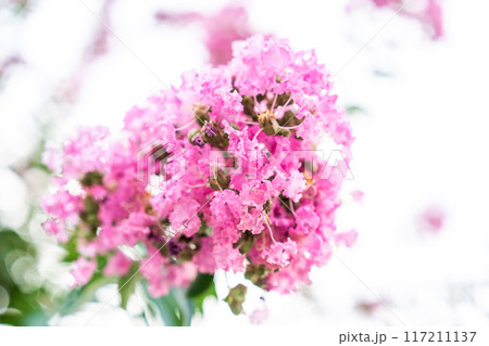 ピンク色のサルスベリの花 117211137