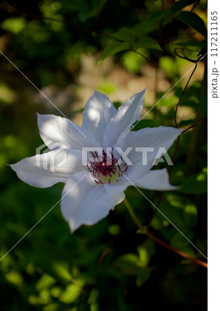 花びら（がく片）7枚のクレマチス・カザグルマの花。花言葉は「精神の美」「旅人の喜び」「甘い束縛」。 117211165