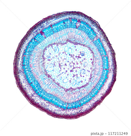 Tilia stem, cross section, 8X light micrograph. Stem of basswood, also known as linden, under the light microscope. Hematoxylin-eosin stained for better visualization. Isolated, over white, photo. 117211249